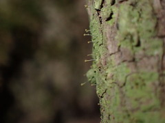 Chaenotheca furfuracea