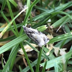 Epinotia nisella