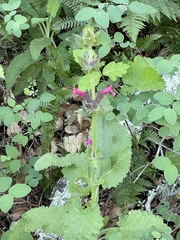 Salvia spathacea