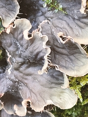 Peltigera praetextata
