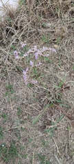 Limonium narbonense