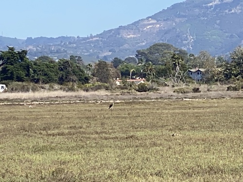 iNaturalist observation photo of Osprey