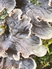 Peltigera praetextata