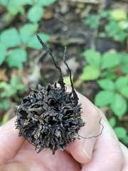 Xylaria liquidambar