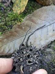 Xylaria liquidambar