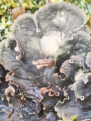 Peltigera praetextata