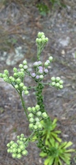 Carphephorus corymbosus