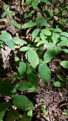 Uvularia grandiflora