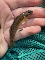Etheostoma olmstedi