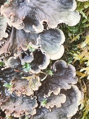Peltigera praetextata