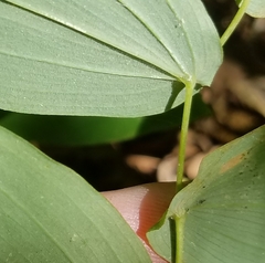 Uvularia grandiflora
