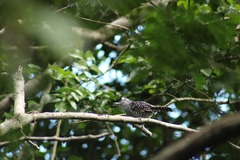 Thamnophilus doliatus