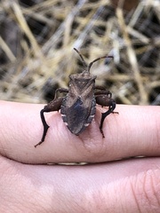 Piezogaster calcarator