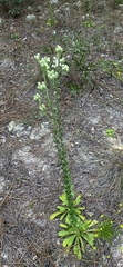 Carphephorus corymbosus
