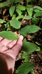 Uvularia grandiflora