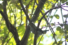 Thamnophilus doliatus