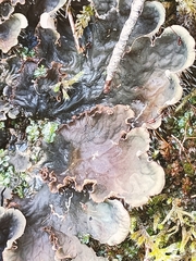 Peltigera praetextata