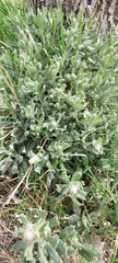 Senecio ceratophylloides