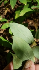 Uvularia grandiflora