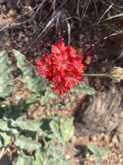 Nyctaginia capitata