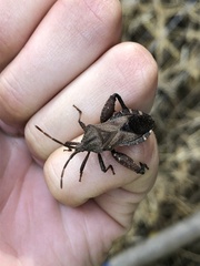 Piezogaster calcarator