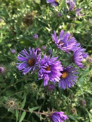 Symphyotrichum novae-angliae