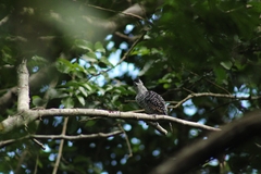 Thamnophilus doliatus