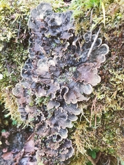Peltigera praetextata