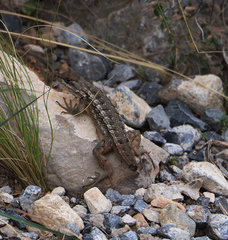 Sceloporus olivaceus