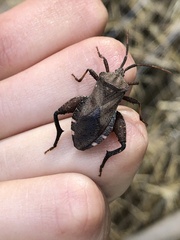 Piezogaster calcarator