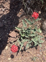 Nyctaginia capitata