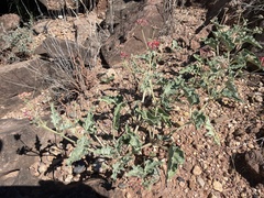 Nyctaginia capitata