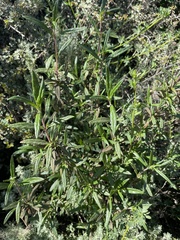 Diplacus aurantiacus