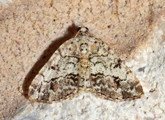 Macaria graphidaria