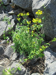 Calceolaria