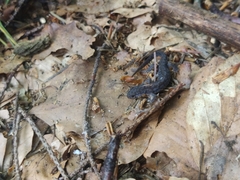 Ichthyosaura alpestris