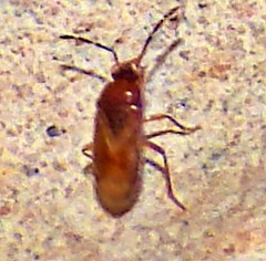 Ceratocapsus