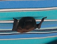 Nycticeius humeralis
