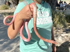 Masticophis flagellum testaceus