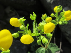 Calceolaria