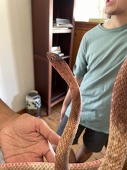 Masticophis flagellum testaceus