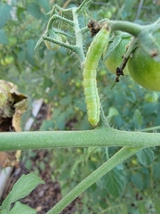 Lepidoptera