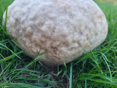 Calvatia craniiformis