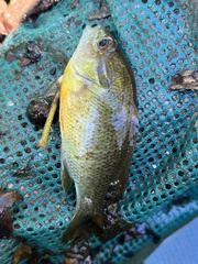 Lepomis auritus