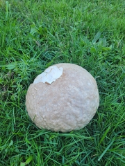 Calvatia craniiformis