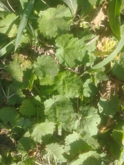 Modiola caroliniana