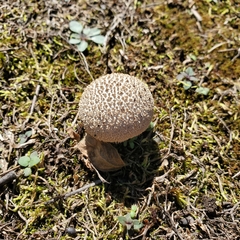 Lycoperdon