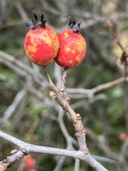 Crataegus mollis