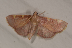 Hypsopygia olinalis