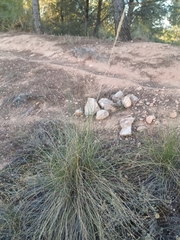 Macrochloa tenacissima